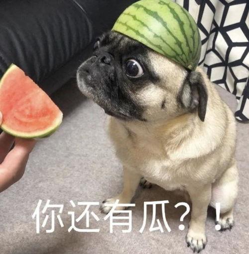 网课吃瓜表情包头像,趣味横生的学习时光 第3张 网课吃瓜表情包头像,趣味横生的学习时光 第3张