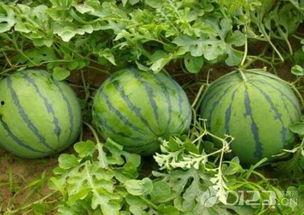 吃瓜网吃瓜,吃瓜网带你领略明星幕后故事  第2张