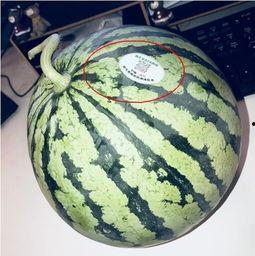 定西网红吃瓜,揭秘当地美食背后的故事