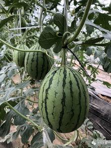 定西网红吃瓜,揭秘当地美食背后的故事 第3张 定西网红吃瓜,揭秘当地美食背后的故事 第3张