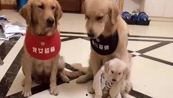 娱乐吃瓜酱小狗被卖  第2张