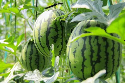 17CCC吃瓜爆料 免费吃瓜,免费吃瓜,畅享娱乐盛宴! 第2张 17CCC吃瓜爆料 免费吃瓜,免费吃瓜,畅享娱乐盛宴! 第2张