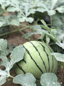 当代吃瓜的网红,揭秘娱乐圈幕后真相  第3张