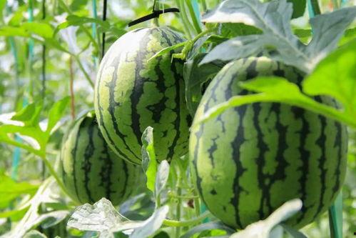 今日吃瓜免费,揭秘娱乐圈最新热点事件  第2张